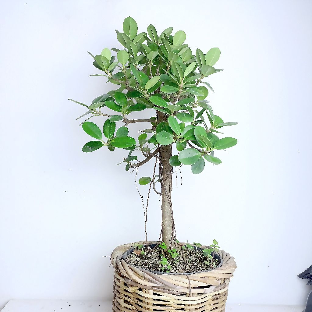 bahan bonsai beringin dollar , akar angin sudah lebat