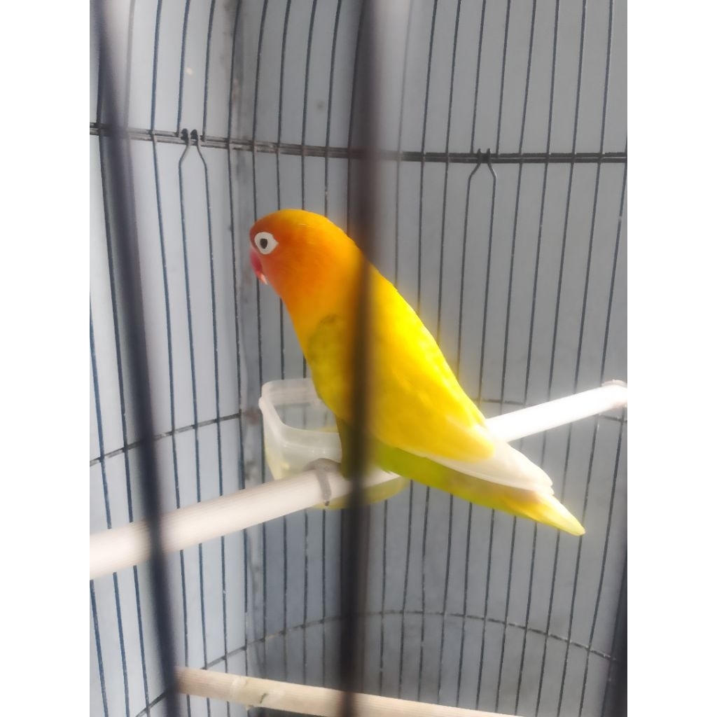 lovebird kuning marimas