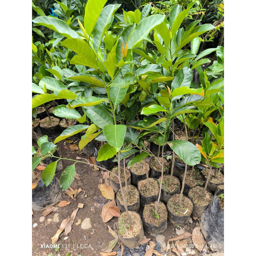 bibit cempedak guling rimbun (full media)