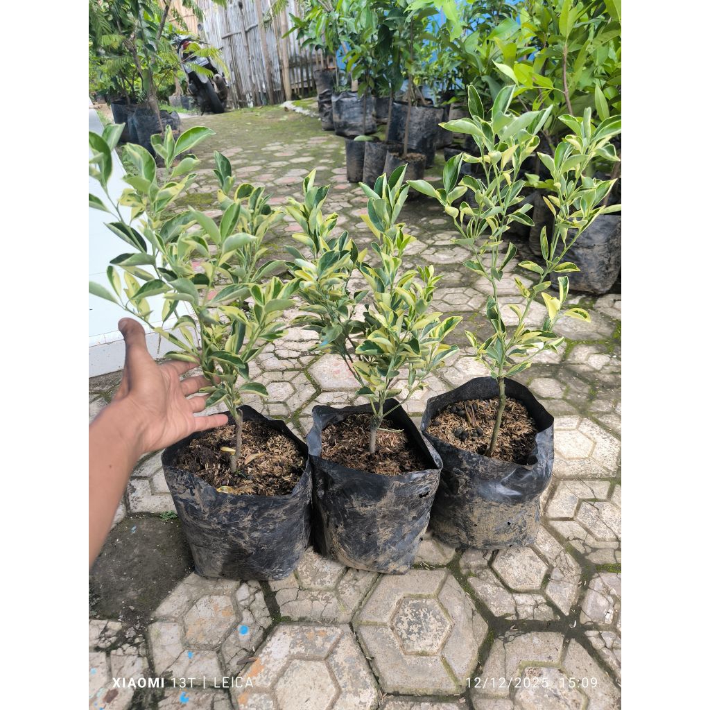 bibit jeruk kip/kasturi varigata rimbun