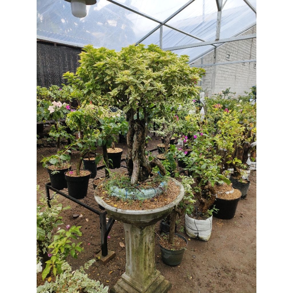 Bougenville Singapore ungu mikro grafting rimbun batang besar