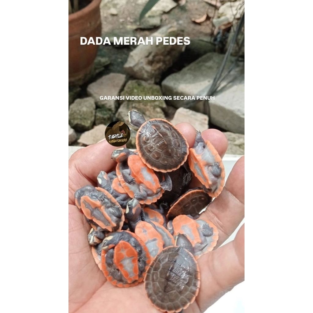 kura pelet dada merah / makanan kura dada merah