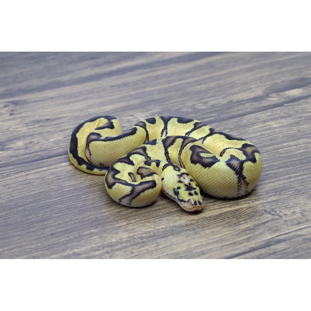 Ballpython Enchi Pastel Clown Het Lavender Male