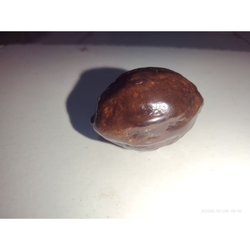 Muncang adu JAWA X JALIM SIZE SEDANG- BESAR