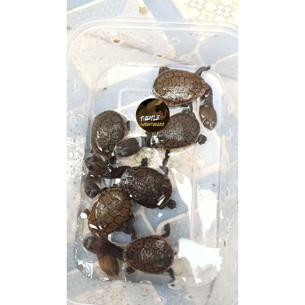 SIEBENROCKY / SIEBENROCKY BABY UP