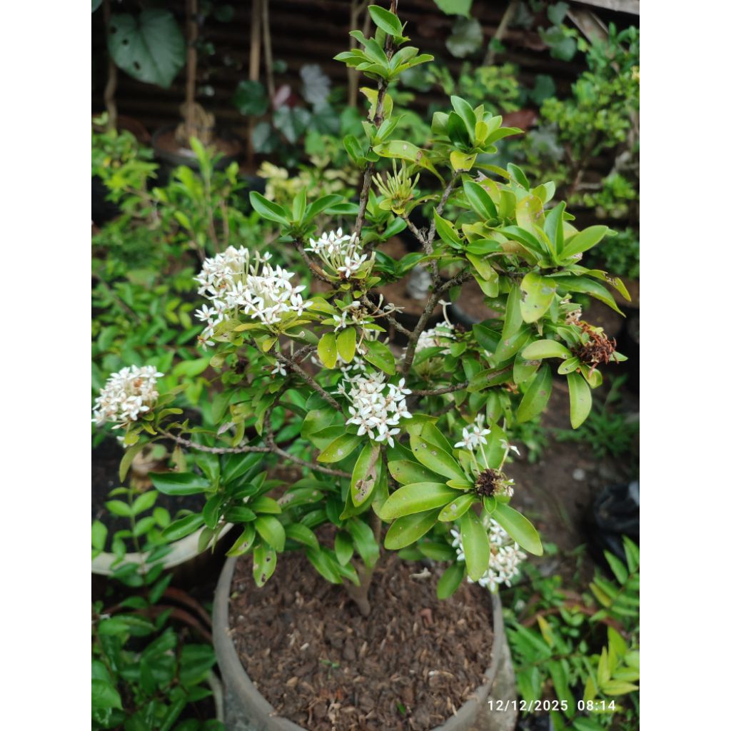 bonsai asoka bunga putih mikro