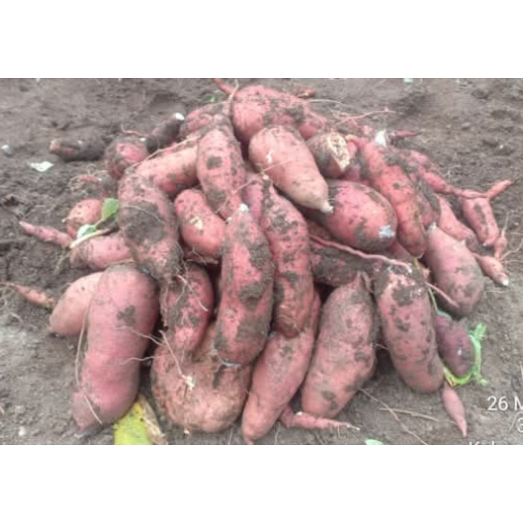 500 gram Ubi Orange / ½ kg Ubi Jalar Orange