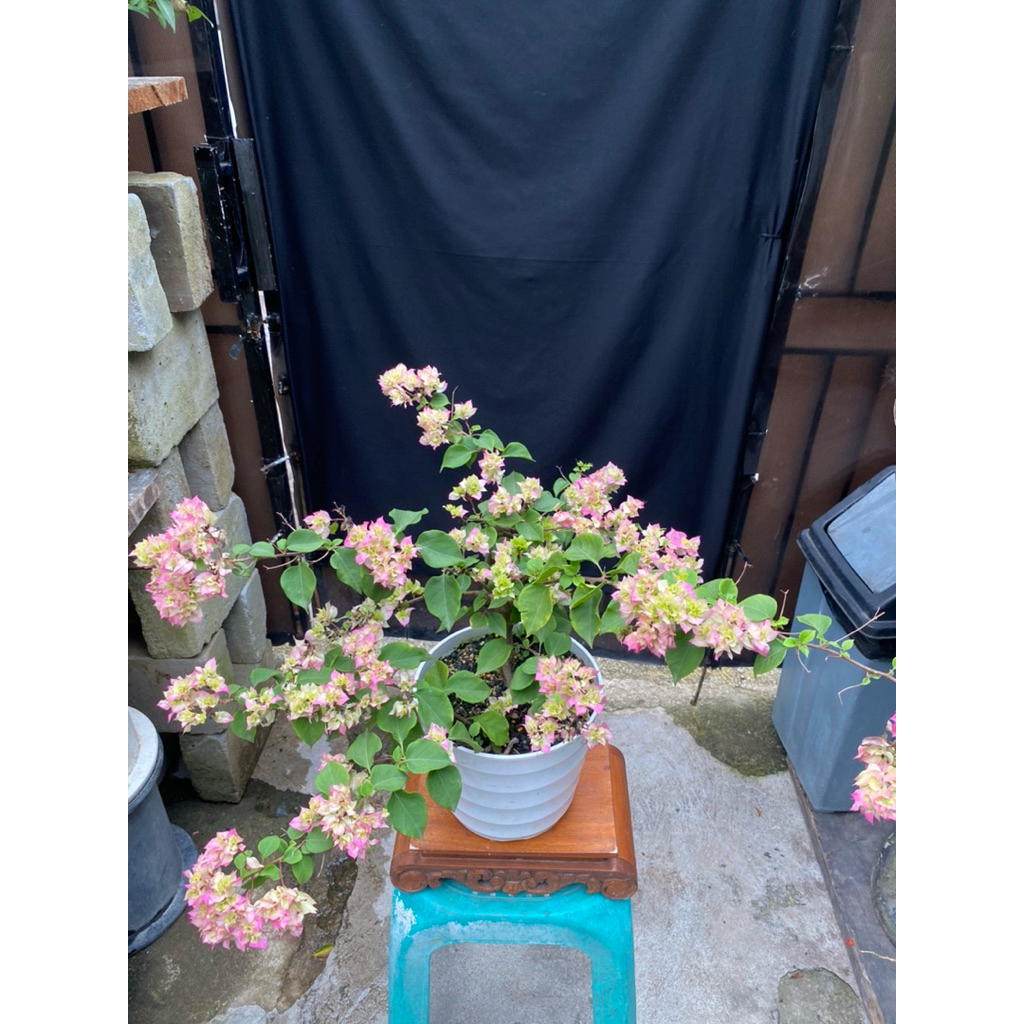 Bahan bonsai Bougenville Hawai Ori