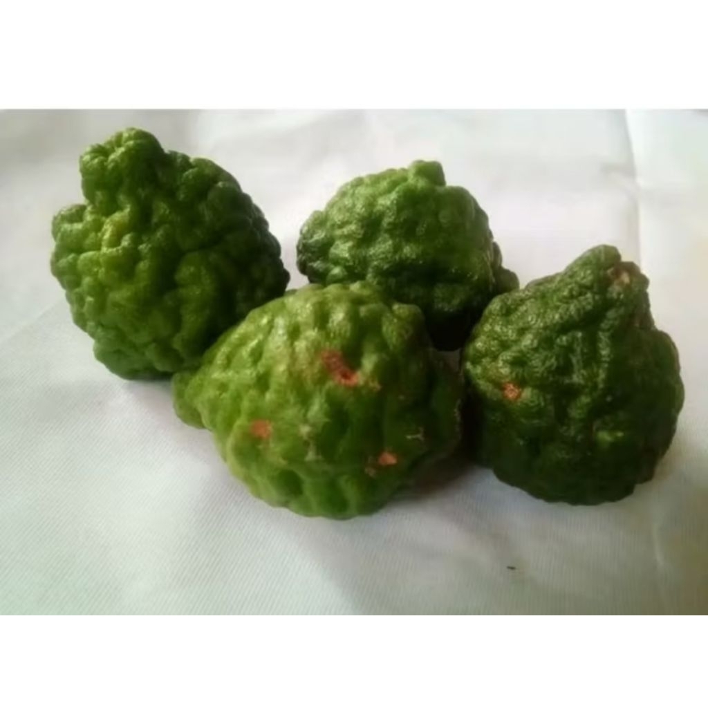 jeruk purut sepasang jantan dan betina