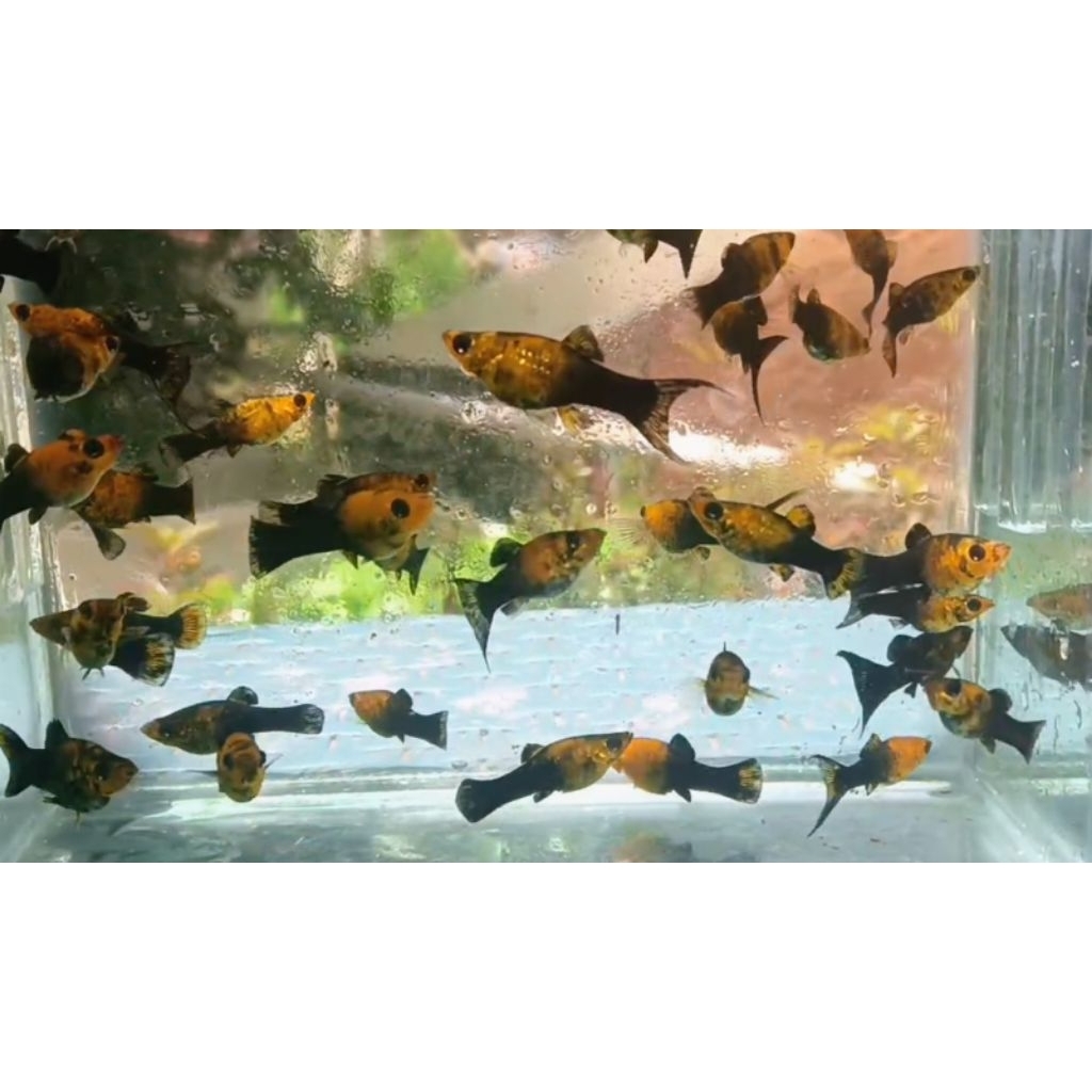 Ikan Hias Molly Black Golden