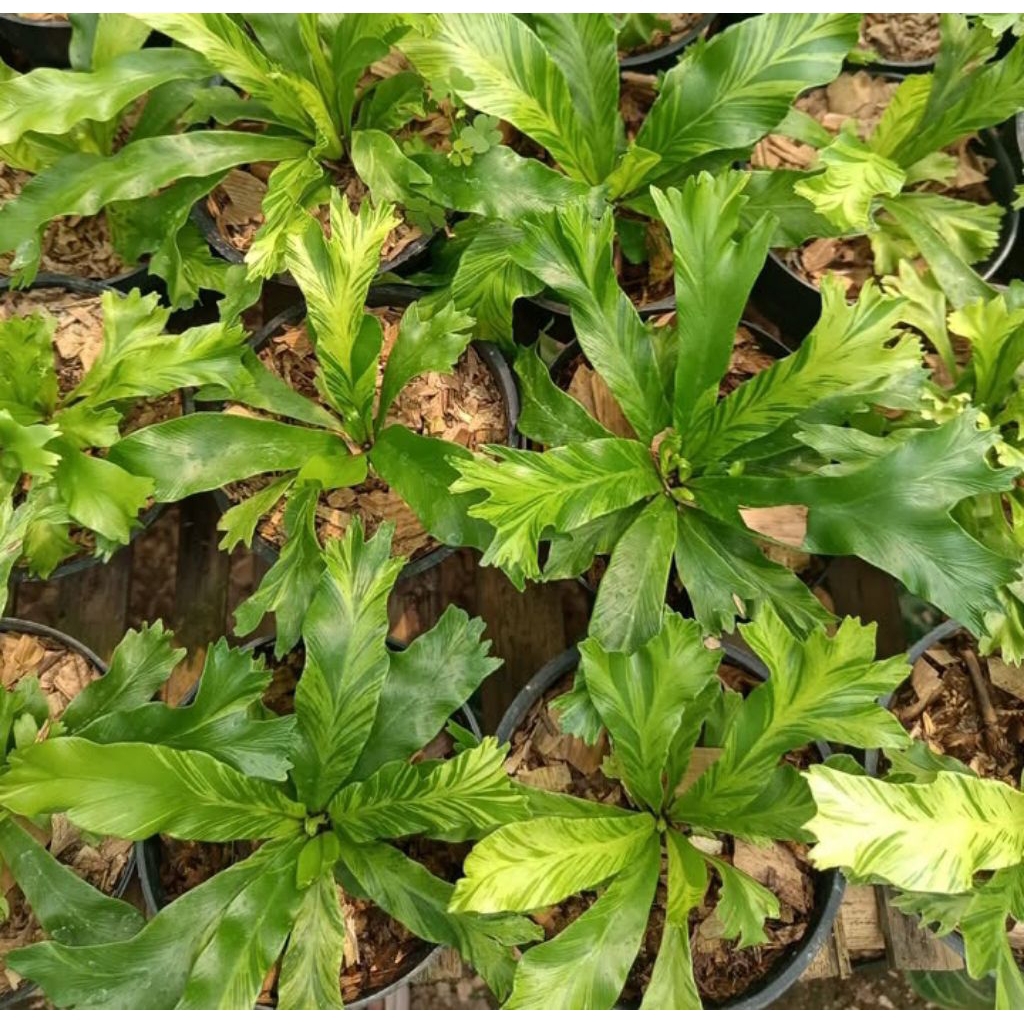 Bibit Tanaman Asplenium Nidus Variegata