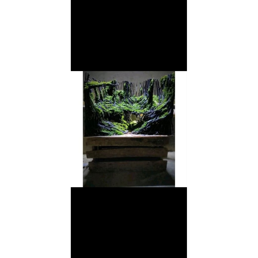 Hardscape jungle cocok untuk tank p 40 cm siap pakai