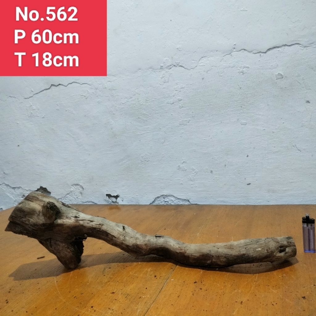 akar santigi laut ranting pohon santigi dekorasi aquarium aquascape 562