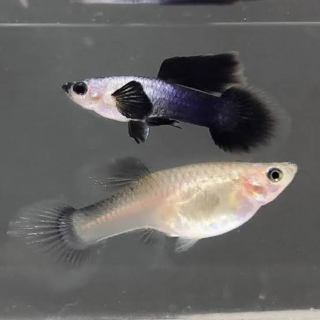 Guppy mini panda hiasan aquarium