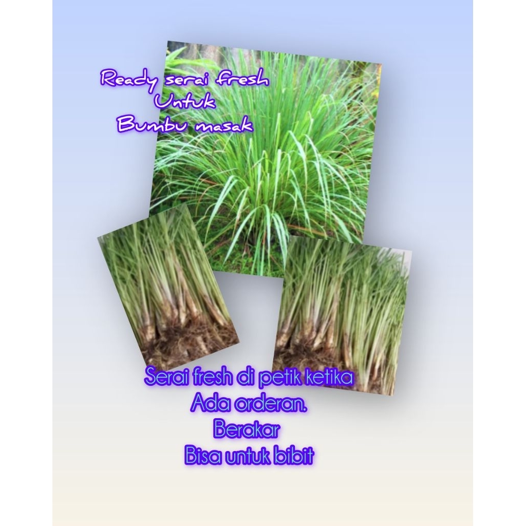Serai dapur, Serai putih fresh bisa untuk bibit, Bibit Serai berakar siap tanam