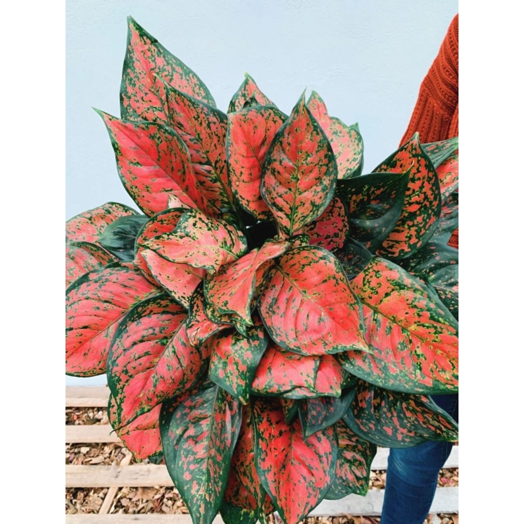 Aglonema - Tanaman Aglonema Murah - Tanaman All Aglonema - Tanaman Hidup Aglonema Bibit Remaja