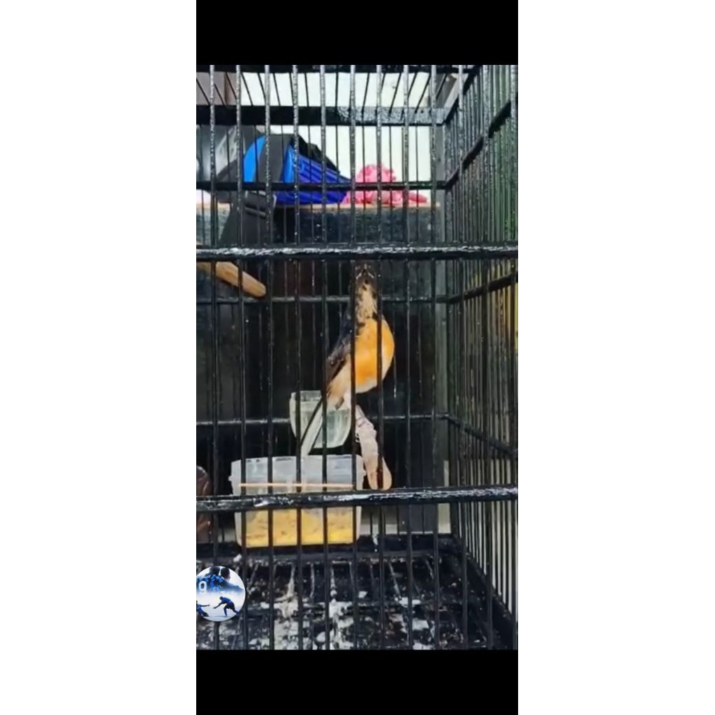 Murai Batu Medan Jantan