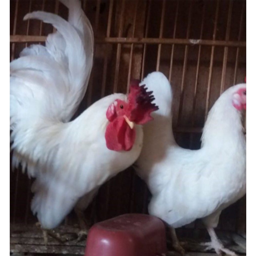 ayam Kate serama sepasang banyak warna