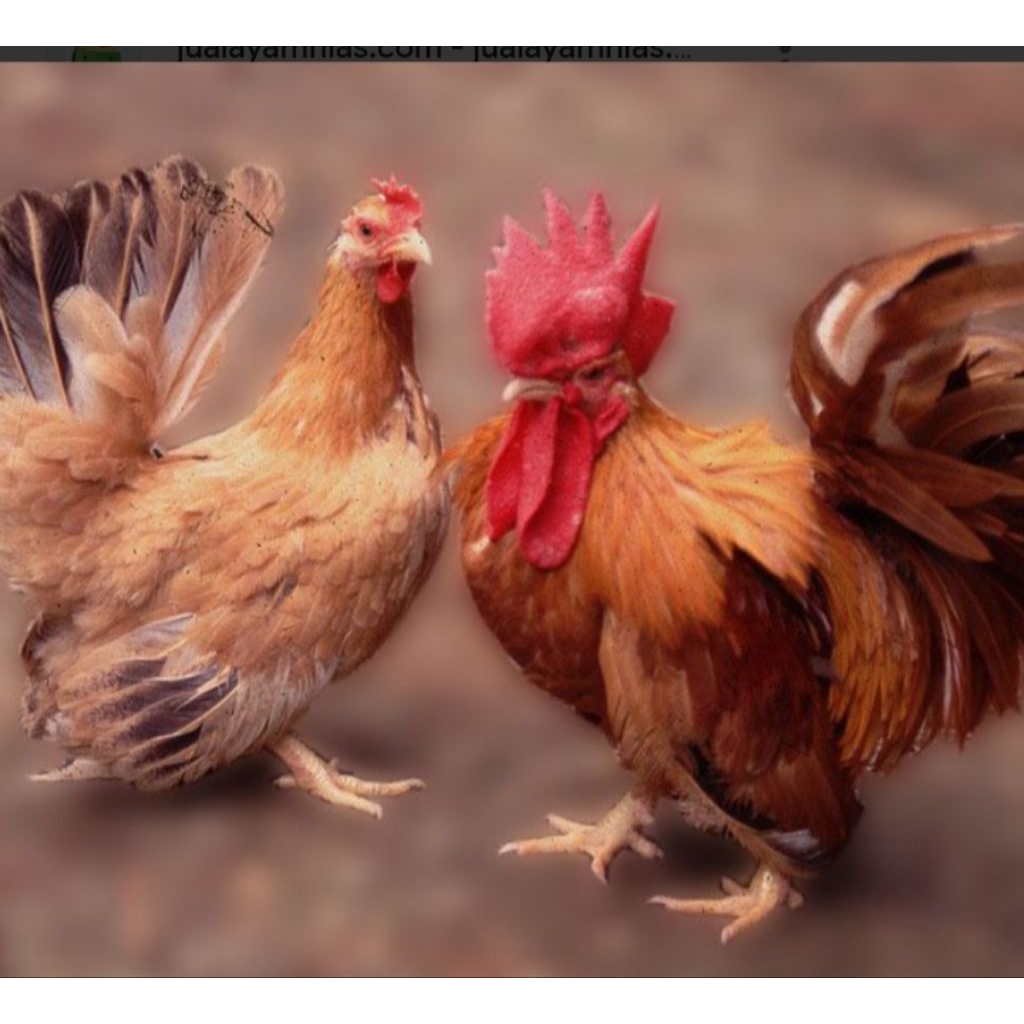 ayam Kate pilihan sepasang