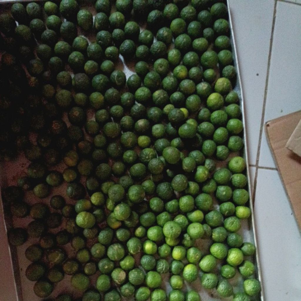 jeruk limau segar