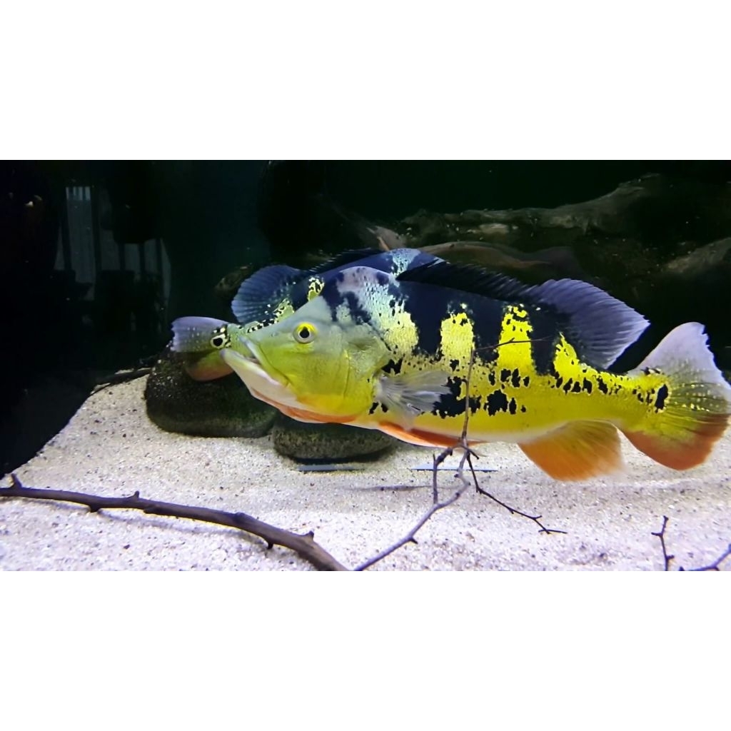 Pbass (Peacock Bass) Monoculus