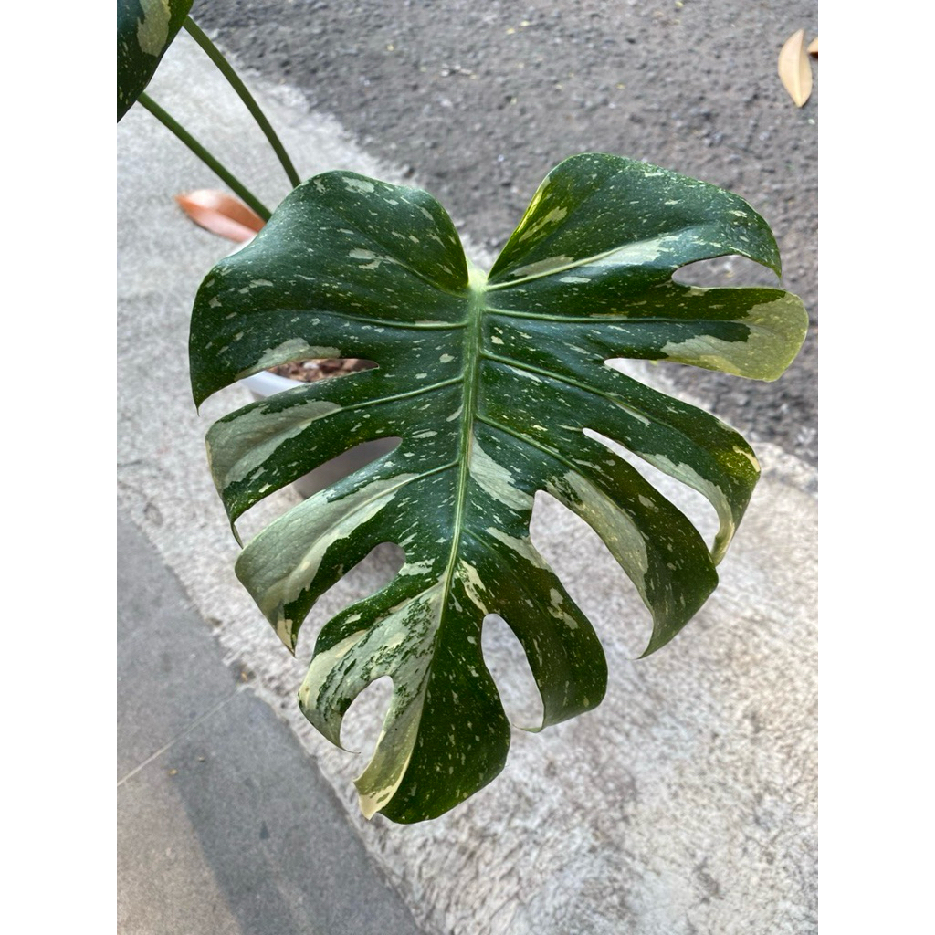 Monstera Thai Constellation / Thaiconstellation / Monthai