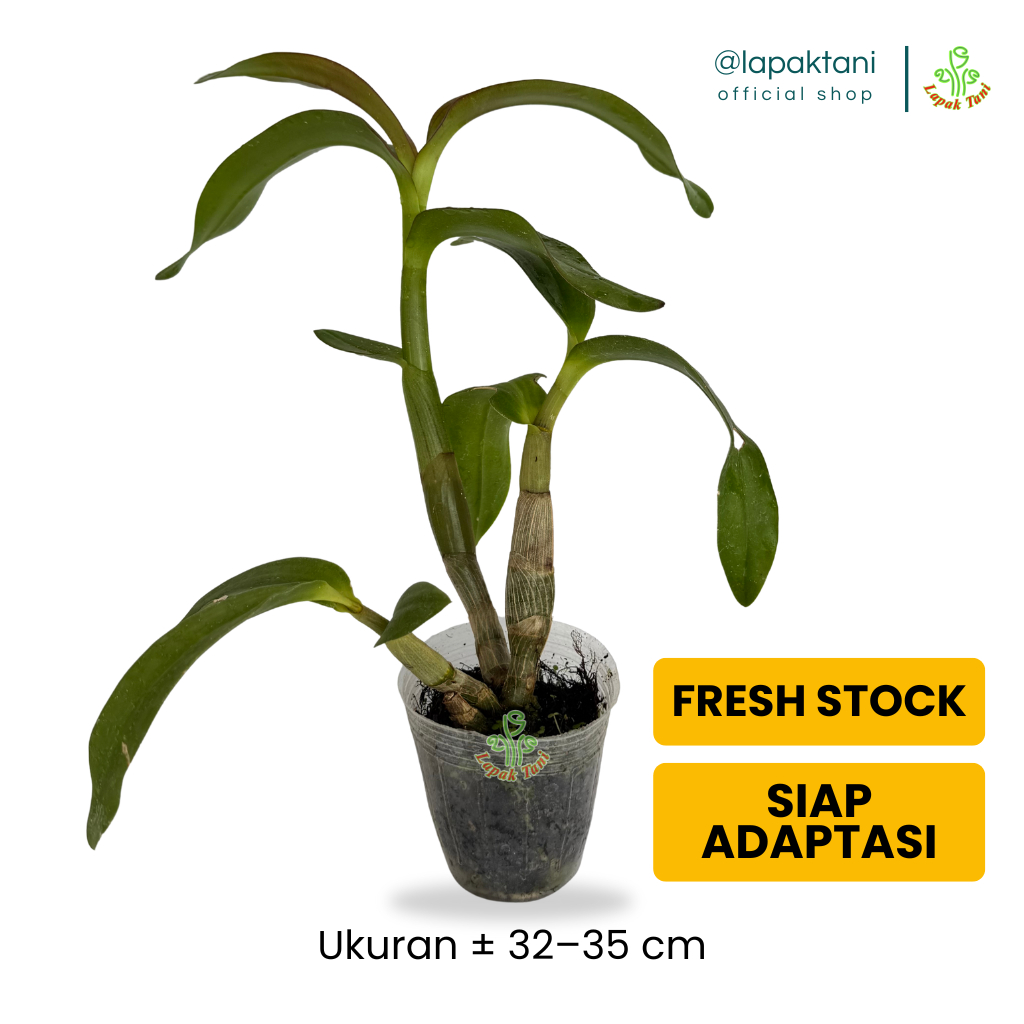 ANGGREK DENDROBIUM REMAJA BUNGA HIAS – Tanaman Hidup Premium Siap Berbunga Jumbo