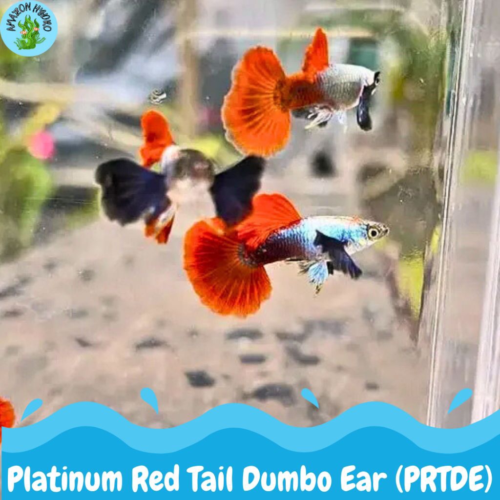 Guppy PRTDE platinum red tail dumbo ear JT gopi prtde gapi prtde platinum red tail hiasan aquarium