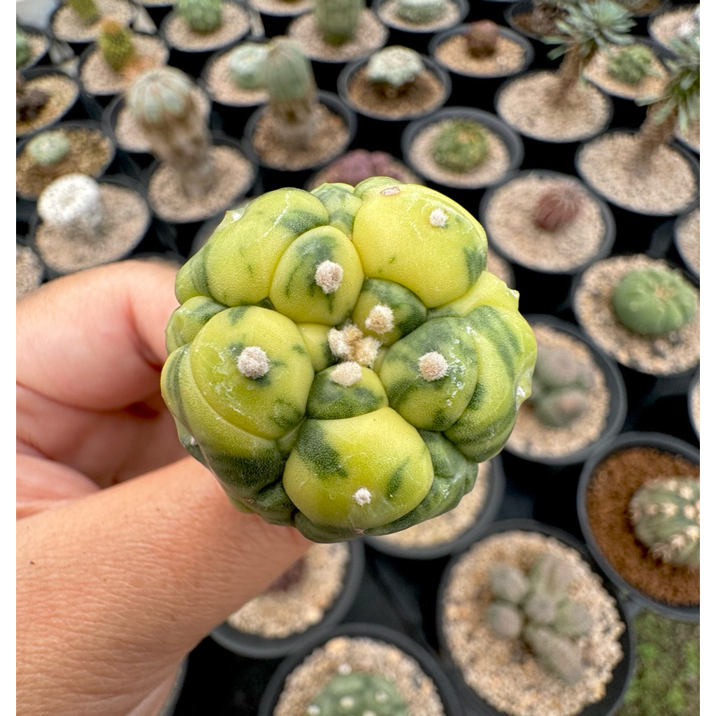 Tanaman Hias Kaktus Astrophytum Kikko Var