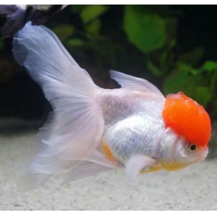 ikan koki oranda red cap gemoy 13cm