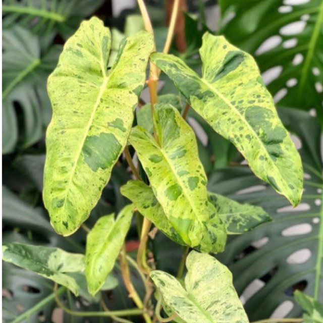 philodendron paraiso verde varigata