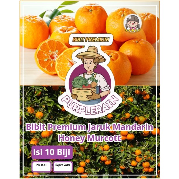 Bibit Premium Jeruk Mandarin Honey Murcott | Biji Benih Jeruk Mandarin Madu | Jeruk Mandarin