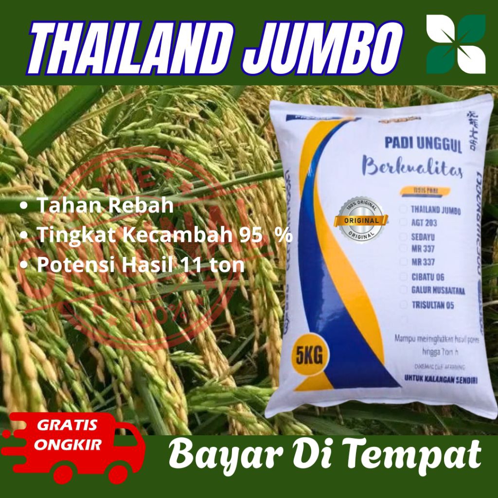 Padi Unggul THAILAND JUMBO 1 KG- 5 kg PREMIUM bibit padi Benih Thailand jumbo kemasan 5 kg