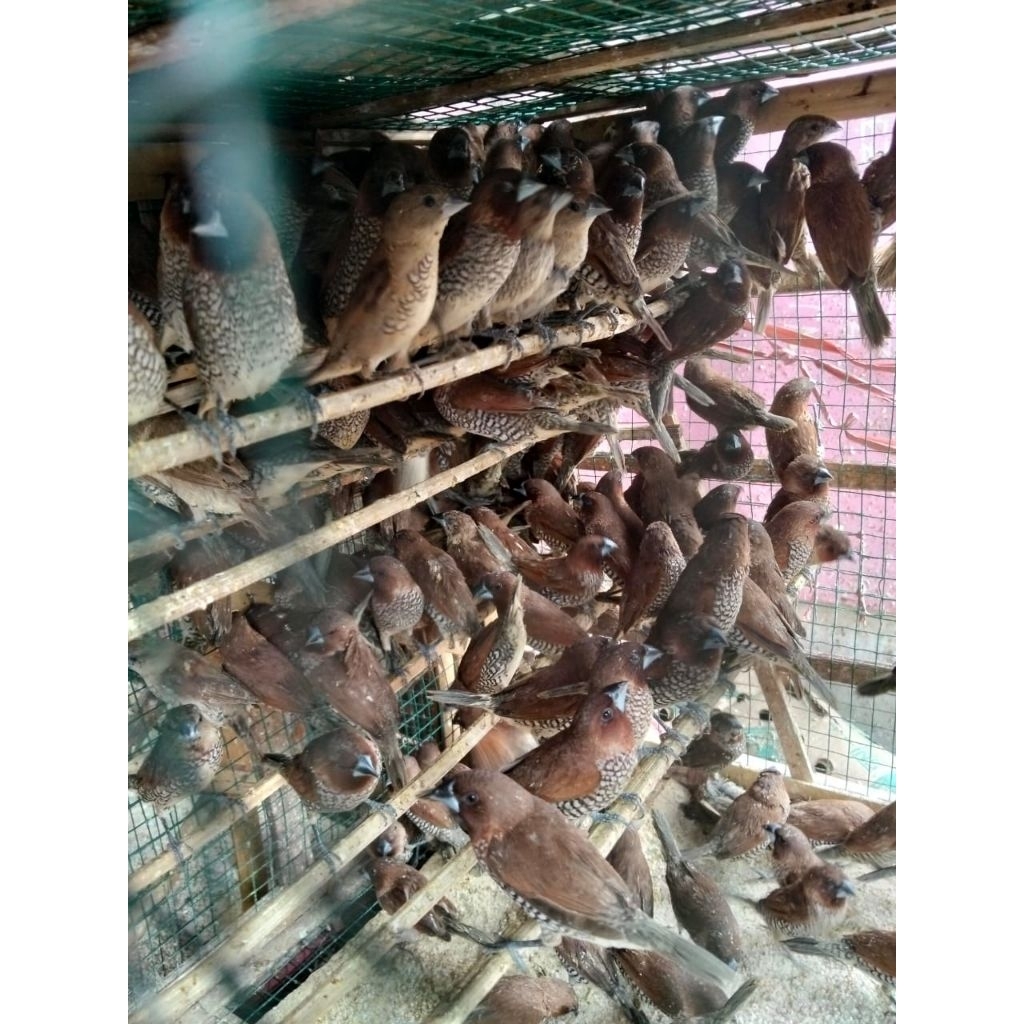 Burung Emprit - Burung Emprit Polos