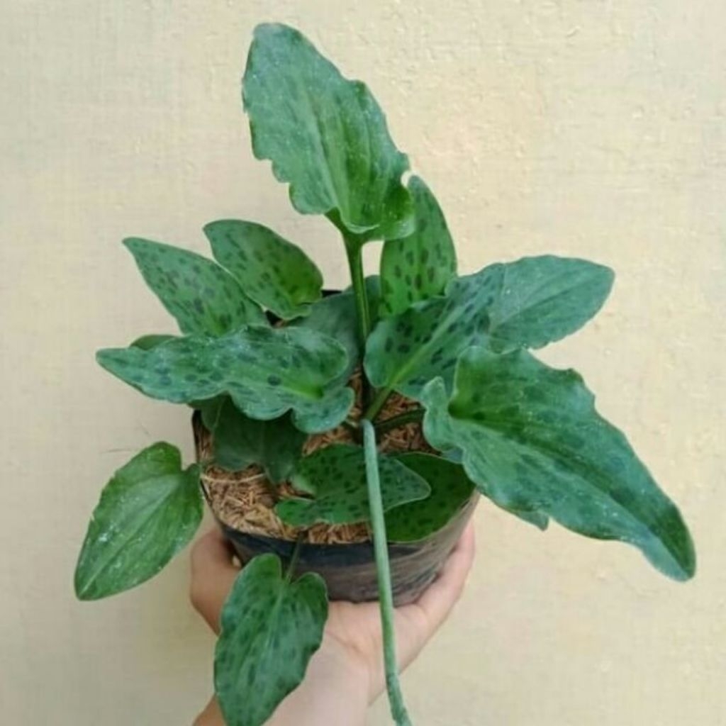 tanaman hias lidah katak totol/lidah katak