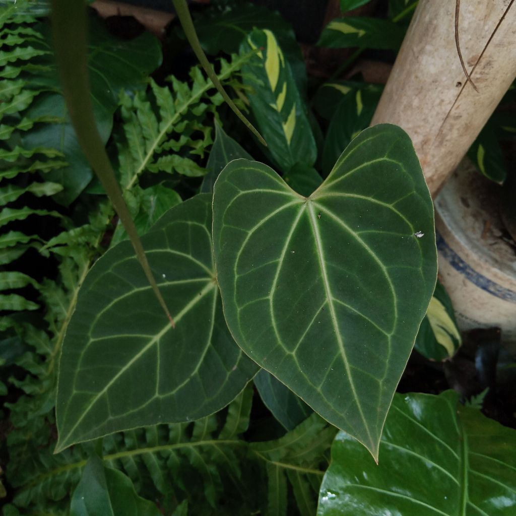 Bibit anthurium clarinervium hybrid