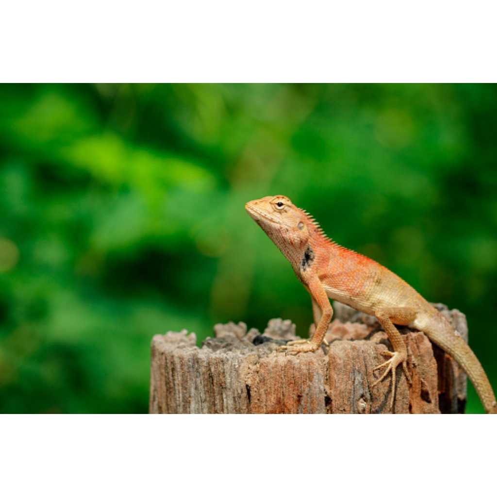 bunglon ukuran sedang harga/ekor pakan reptil