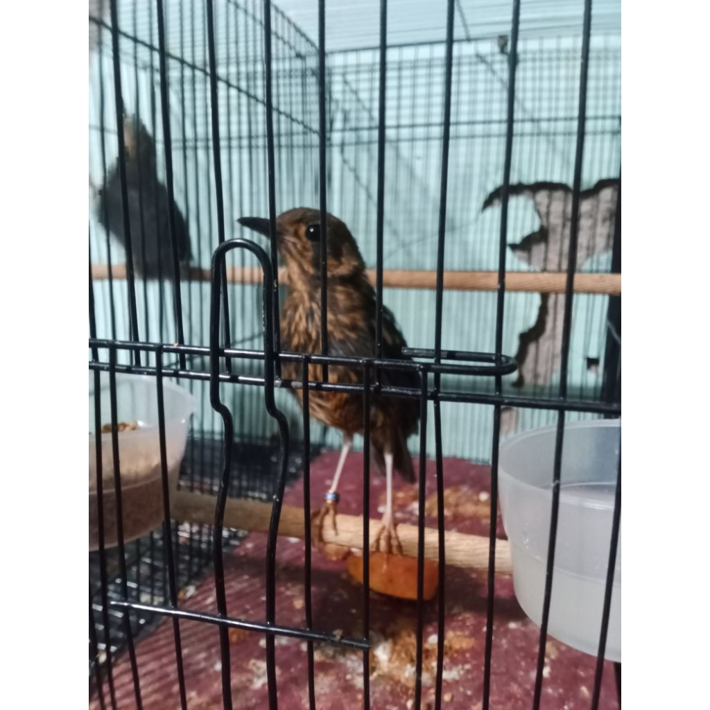 Anis merah ORI Pacitan jantan 100% garansi
