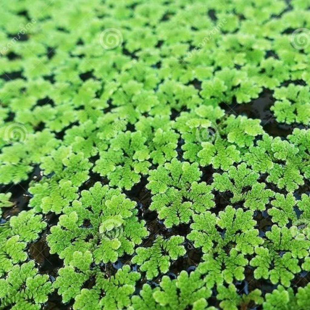 Tanaman Air Azolla