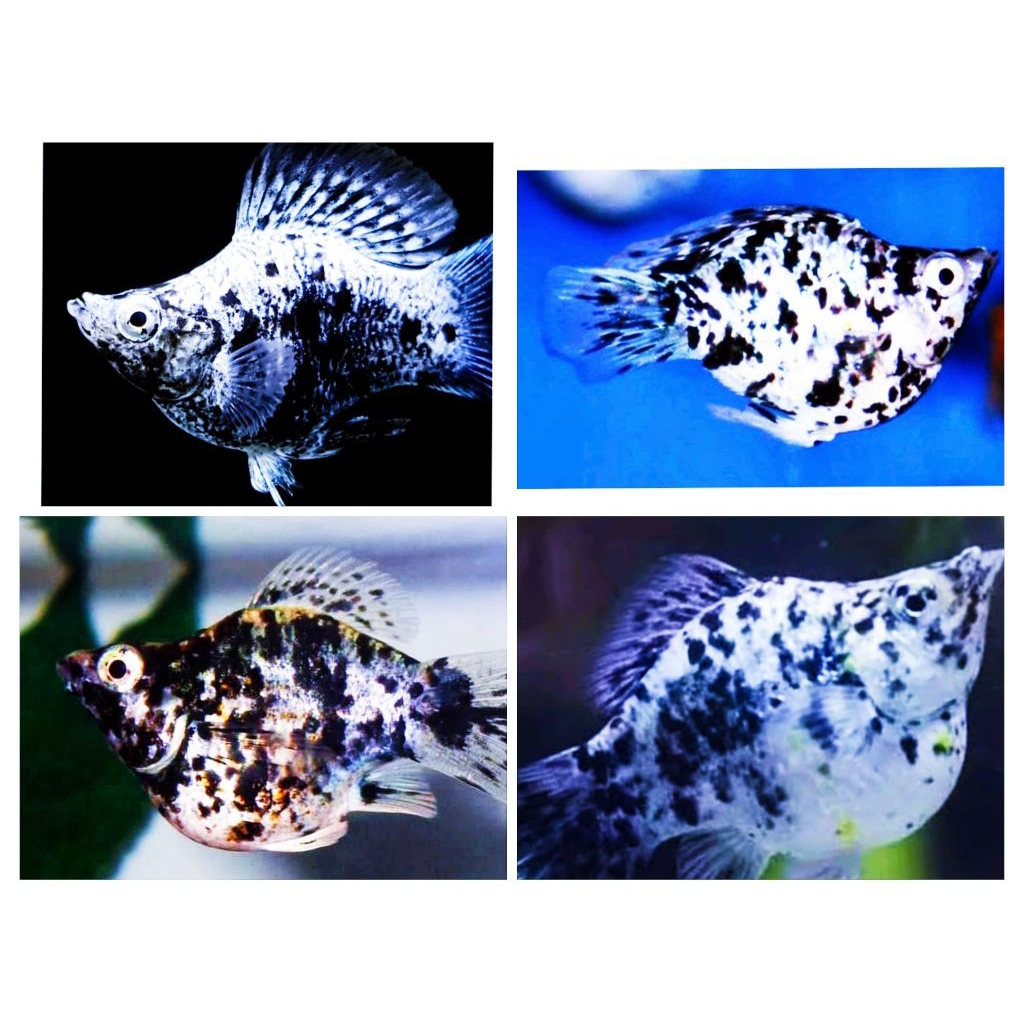 indukan molly balon molly marble isi 8 pcs siap ternak perhiasan aquarium