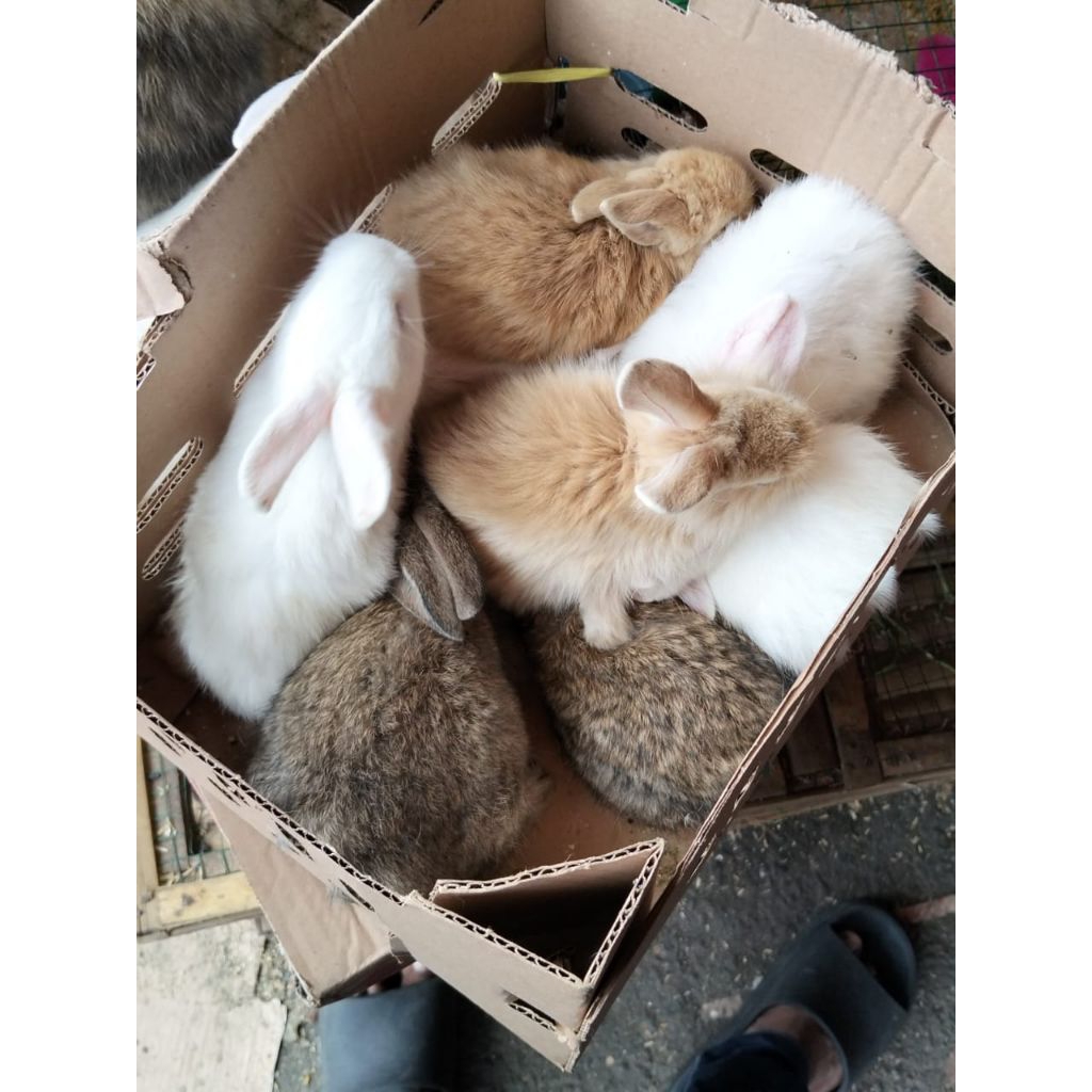 kelinci lokal hidup - kelinci polos warna hitam putih