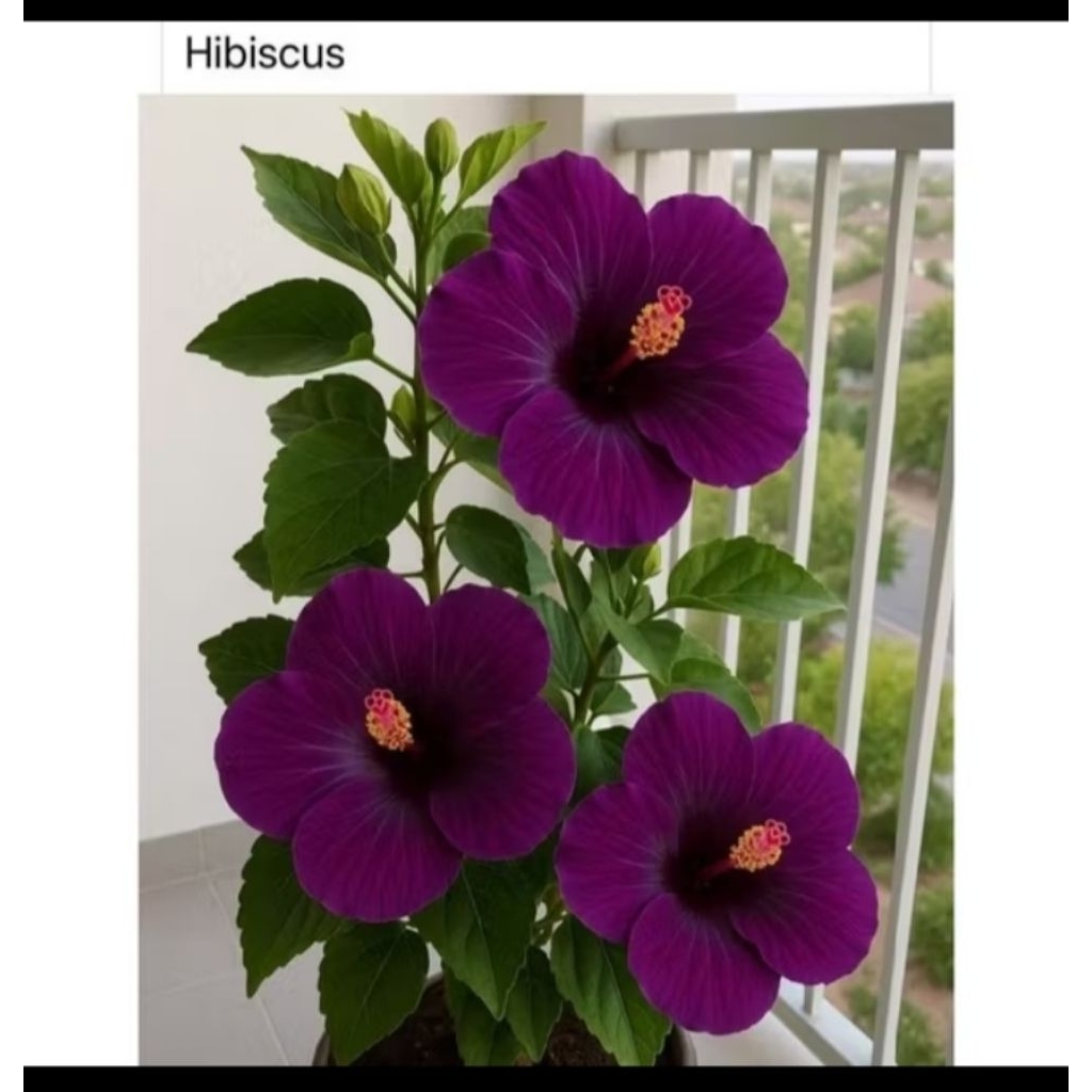 Tanaman hias kembang sepatu bunga ungu - Tanaman kembang sepatu - Bunga hibiscus ungu