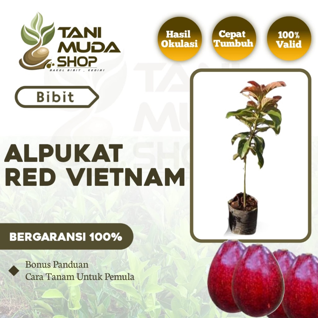 benih BIBIT ALPUKAT REDVIETNAM - ALPUKAT REDVIETNAM - ALPUKAT - BERGARANSI