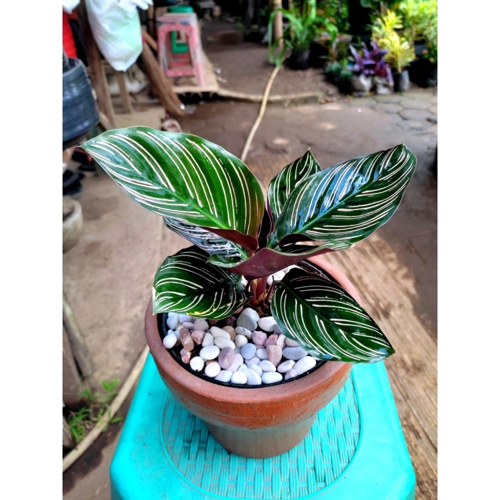 CALATHEA ORNATA / CALATHEA BATIK