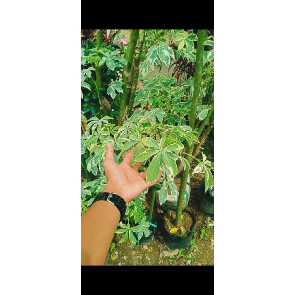 Bonsai randu varigata taman