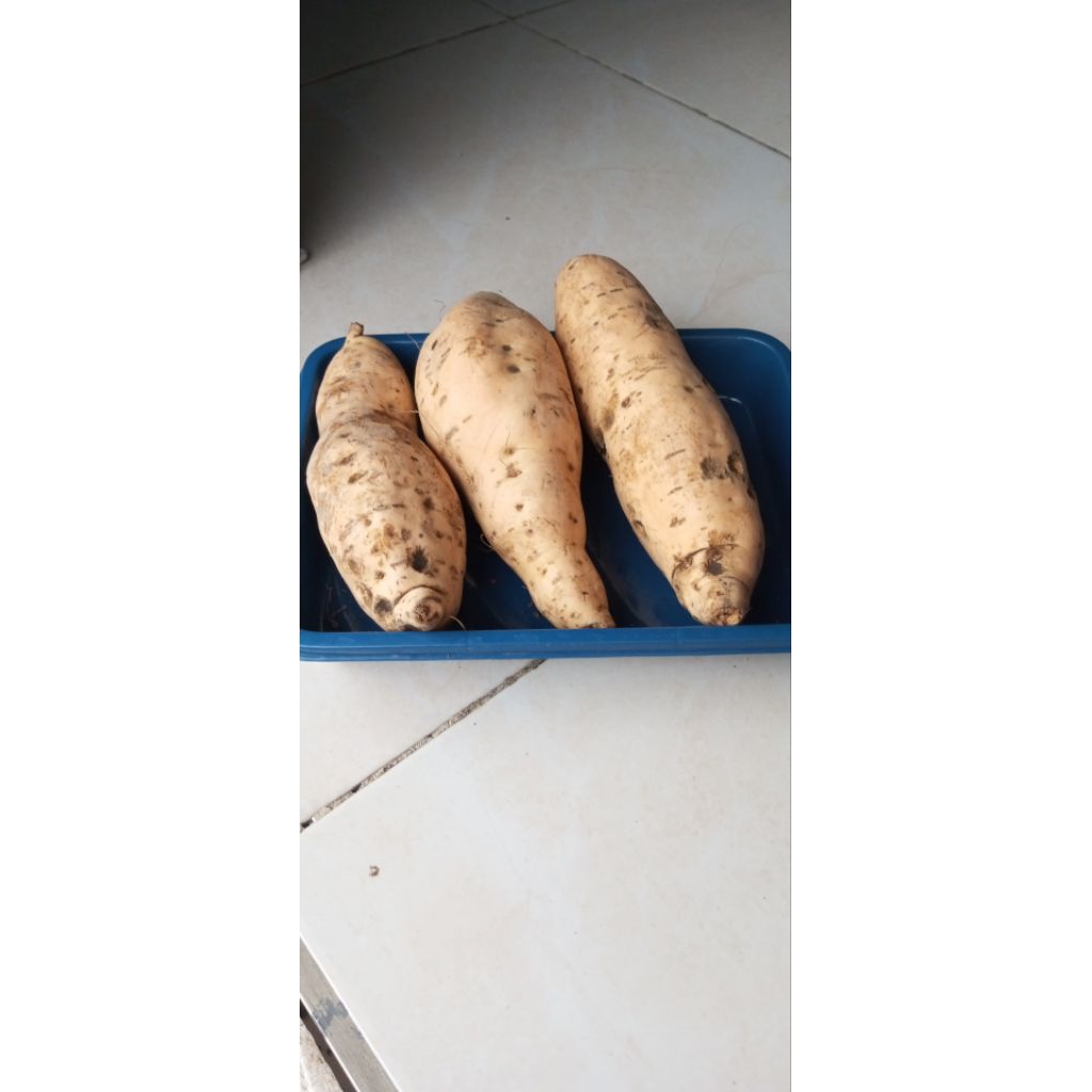 CilembuPacet1kgtermurahdanterbaik