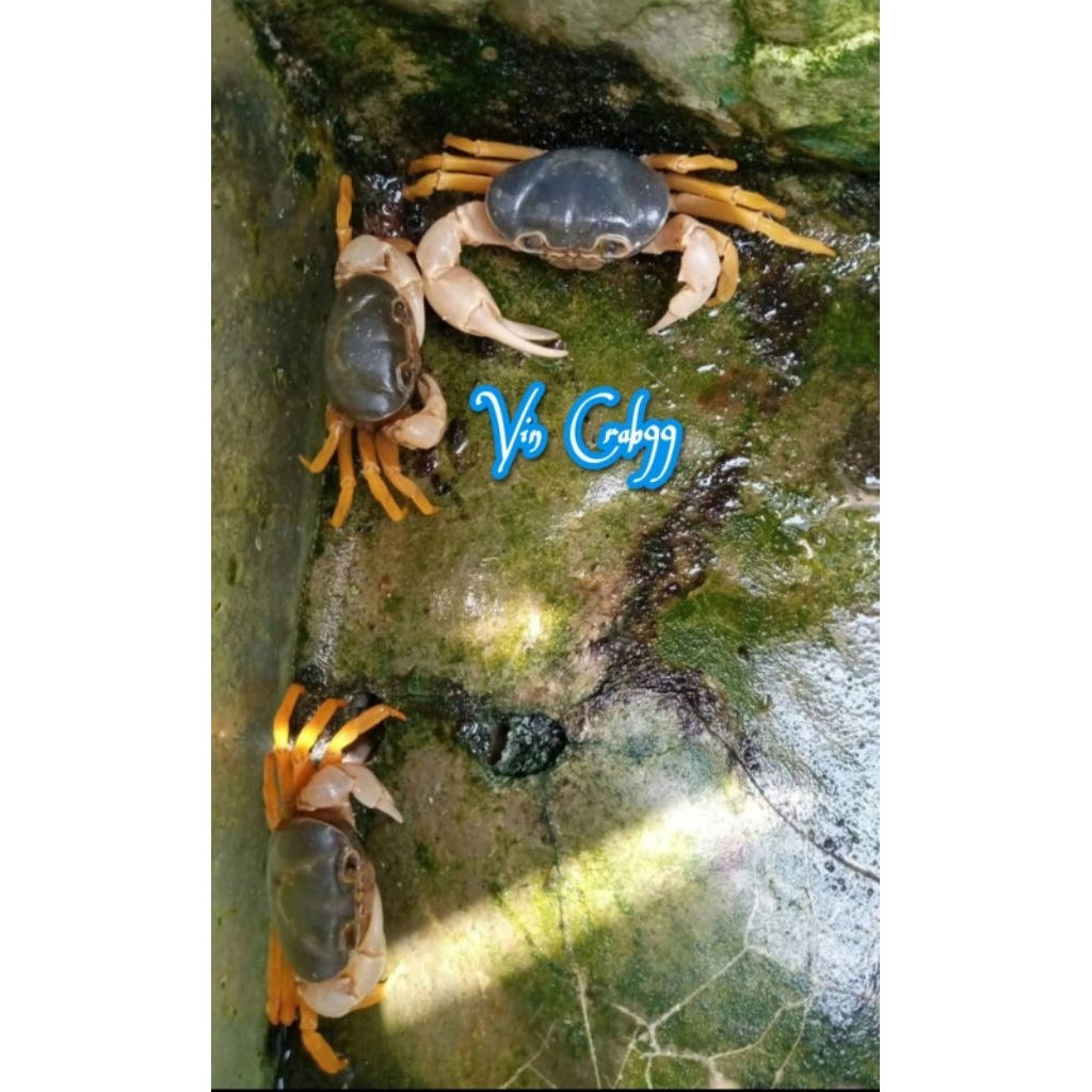 Kepiting Hias Full Air Tawar Terapusa Khuli