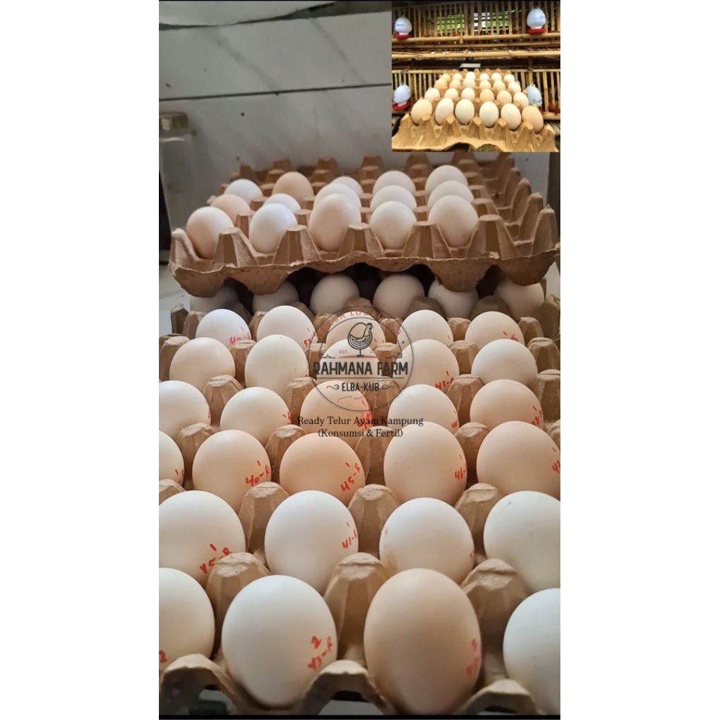 Telur Fertil/Tetas Ayam Kampung ELBA & KUB 2 JANAKA Original Garansi Fertil 80% 1 Pack 10 Butir Galu