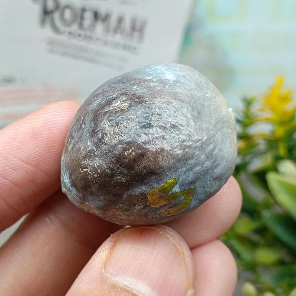 Muncang Adu MD Oded JR 5