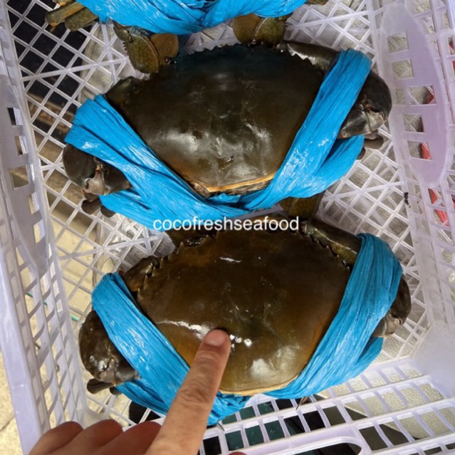 Kepiting Hidup / Live Crab (isi 2 ekor / 1,5kg)